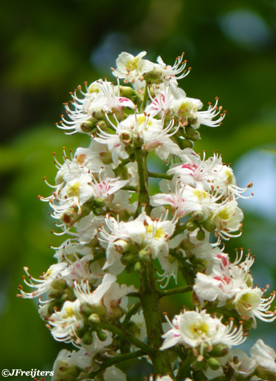 White Chestnut